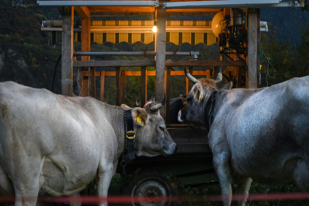 pexels-photo-5848486-5848486 Two cows beside a rustic wooden shelter lit by a warm bulb. Evening farm scene.